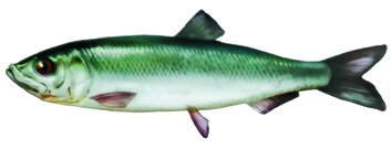 Vorfächer